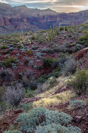 Sunrise, Organ Pipe Cactus National Park