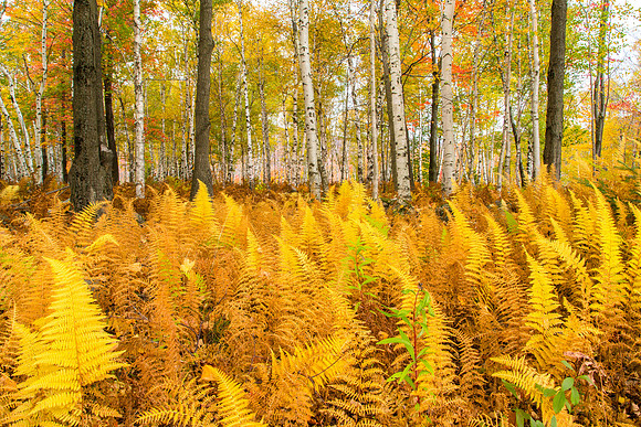 Yellow Ferns, Birch Forest, Vermont