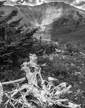 Mount Baldy Valley through the Trees, Paaradise Divide, Gunnison National Fores (B&W)t
