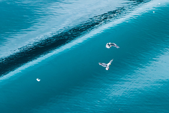 Translucent Water, Seagulls, Glacier Bay NP