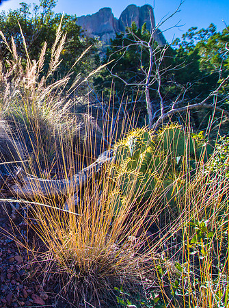 Fall Grasses, Cactus, Casa Grande; Big Bend NP