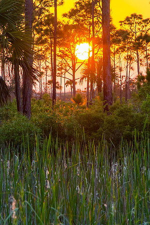 Sunset through the Dune Forest, St Joseph Peninsula, Florida