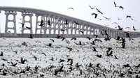 Migration of the Cormorants, Outer Banks