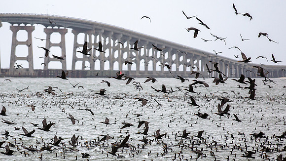 Migration of the Cormorants, Outer Banks