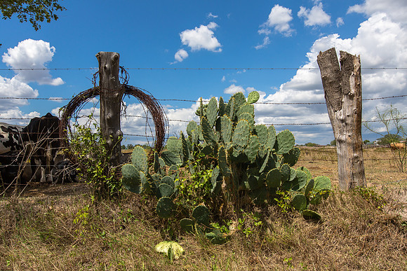 Texas Farm (II)