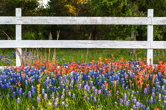 Fence, Bluebonnets and Paintbrush, North of Gonzales, Texas