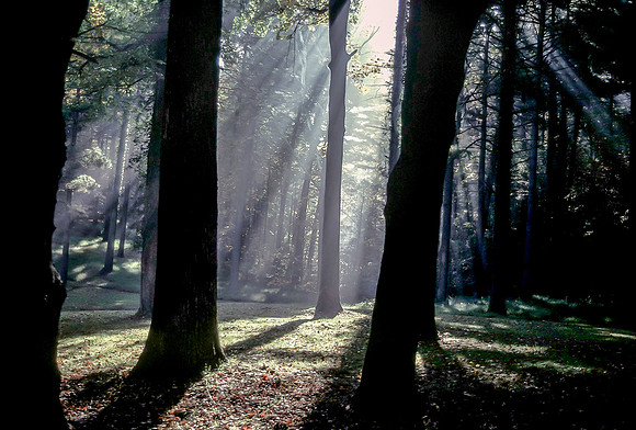 Blue Ridge Forest, Early Morning Light, Asheville, North Carolina (1985)