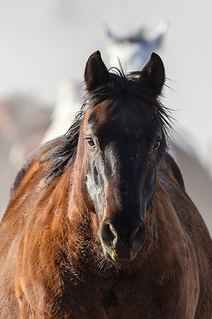 The Big Chestnut, Arizona Morning Roundup
