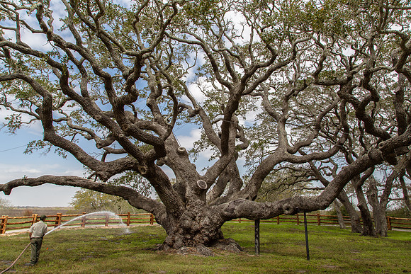Goose Island Oak tree