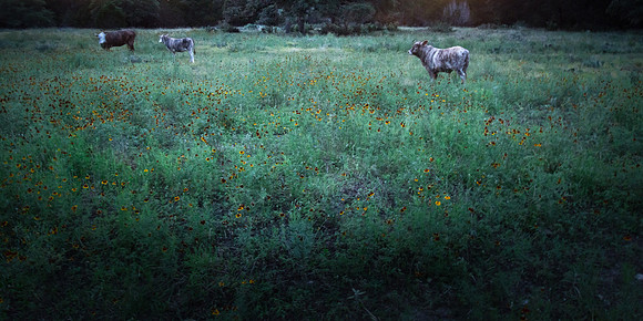 Cow Dreams (1)