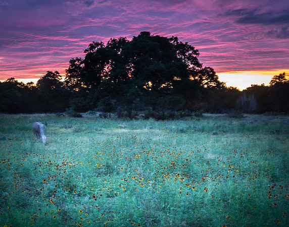 Cow Dreams (4)