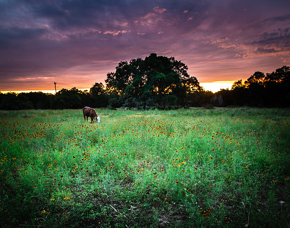 Cow Dreams (8)