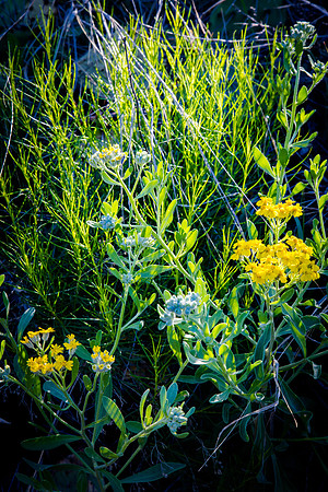 Spring, Palo Duro Canyon, Texas