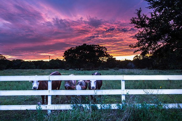 Cows at Fence, Sunset