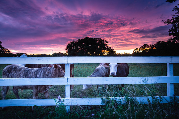 Cows at Fence, Sunset (2)