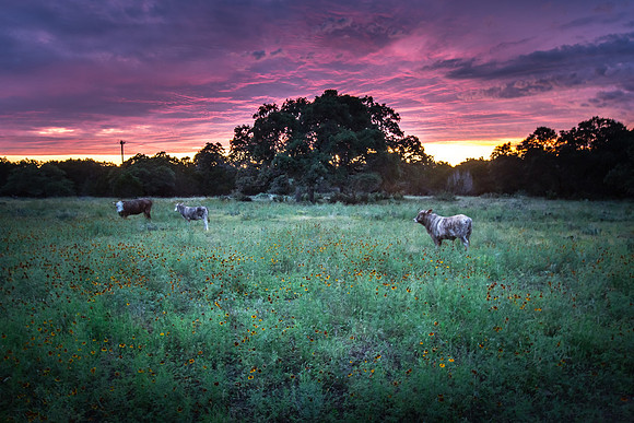 Cow Dreams (2)