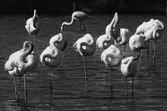 Camargue