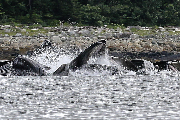 Humpbacks Bubble-netting, Juneau Alaska
