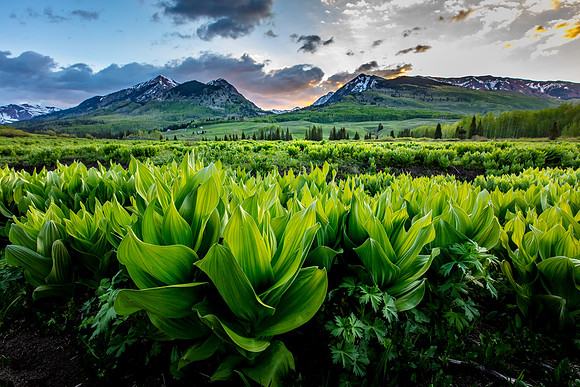 Corn Lilies and Elk Mountains Crested Butte Land Trust 2021 Calendar Cover  (ILPOTY:Elk Mountain Sunrise