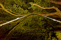 Swinging Under The Big Oak