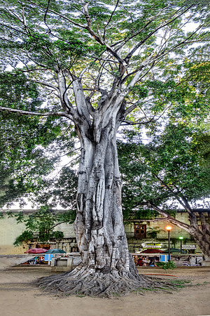 Tall Tree, Alameda de Leon, Zocalo, Oaxaca