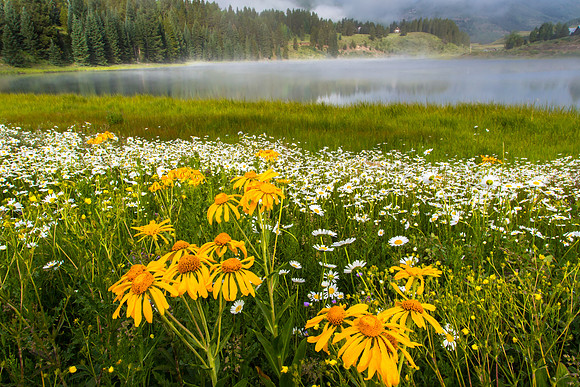 Spring Flowers, Foggy Morning, Nicholson Lake, Crested Butte
