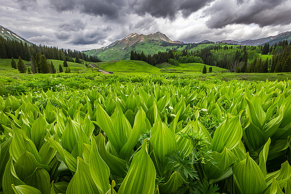 Corn Lilies in Spring Green, Crested Butte