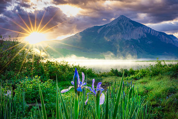 Wild Iris catching Sunrise over Crested Butte Mountain