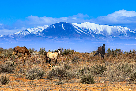 Navajo Horses, Abajo Peak; Utah