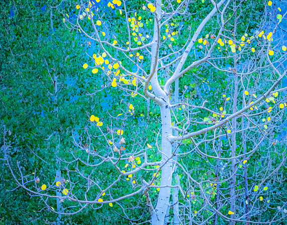 Aspen Fall Impression; Kebler Pass, CO