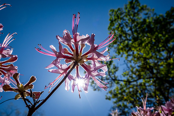 Azalea Bloom, Biltmore Mansion