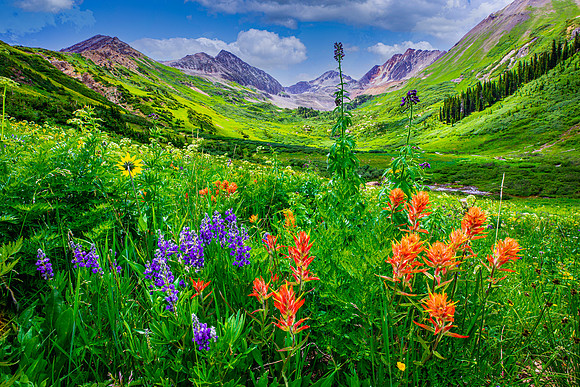 Lupin and Paintbrush, Rustlers Gulch trail, Crested Butte