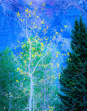 Aspen Fall Impression; Kebler Pass, CO