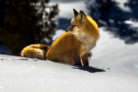 Posing on a Sparkly Morning