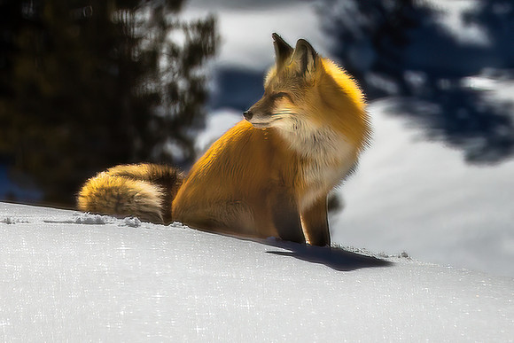 Posing on a Sparkly Morning
