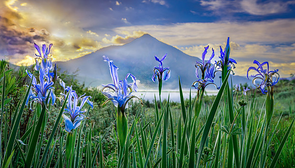 Wild Iris in First Light, Near Peanut Lake