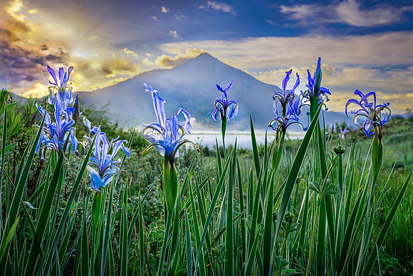 Wild Iris in First Light, Near Peanut Lake