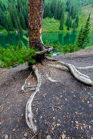 Tree Roots and Trunk, Meridian Lake