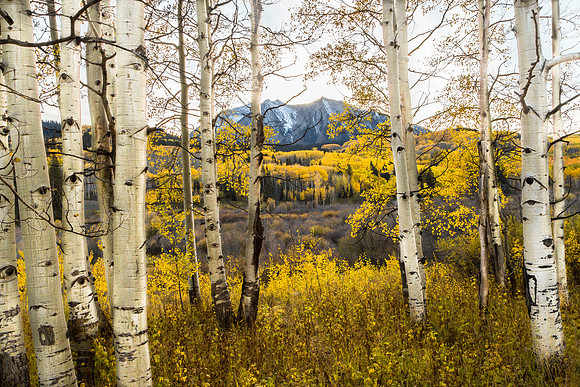 Beck with Mountains through the Aspens (Auction for Adaptive Sports Center)