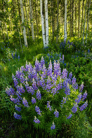 Lupins and Aspens, Crested Butte