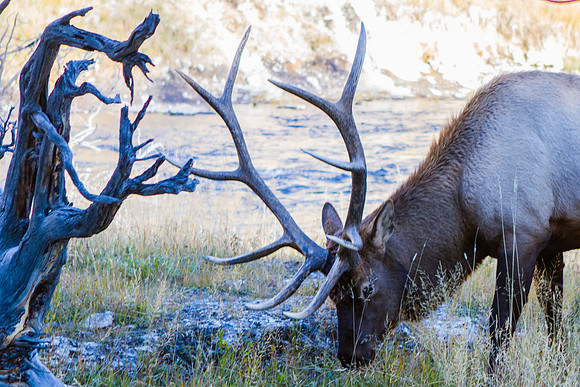 Thorns and Horns, Elk and Bush, Yellowstone NP