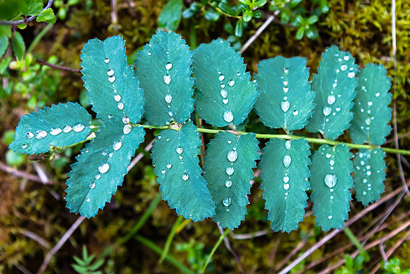 Beaded Pearls on Fern, Denali NP