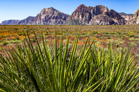 Red Rock Canyon Nat'l Conservation Area, NV