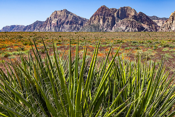 Red Rock Canyon Nat'l Conservation Area, NV