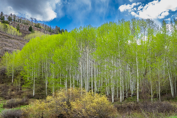 Aspens, Early Spring, CO Hwy 92