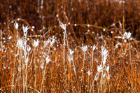 Grasses Glistening with Geothermal Steam, Yellowstone