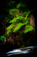 Panther Creek Falls, Oregon