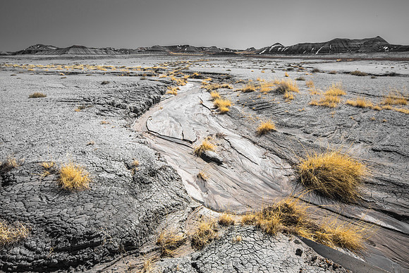Dry Creek, Yellow Brush, Petrified Forest NP