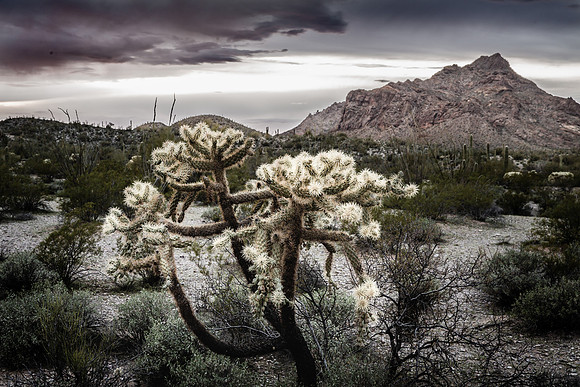 Cholla Steel Grey Sky, Organ Pipe Cactus Nat'l Monument