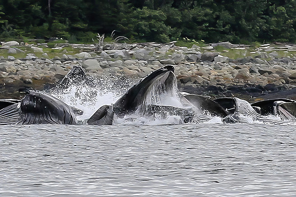 Humpbacks Bubble-netting, Juneau Alaska
